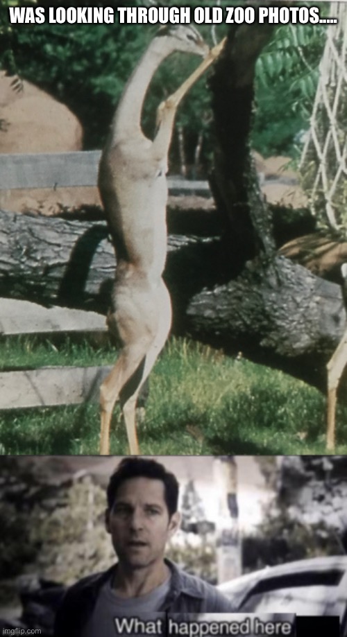 WAS LOOKING THROUGH OLD ZOO PHOTOS..... | image tagged in what happened here | made w/ Imgflip meme maker
