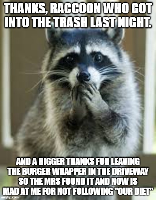 racoon | THANKS, RACCOON WHO GOT INTO THE TRASH LAST NIGHT. AND A BIGGER THANKS FOR LEAVING THE BURGER WRAPPER IN THE DRIVEWAY SO THE MRS FOUND IT AND NOW IS MAD AT ME FOR NOT FOLLOWING "OUR DIET" | image tagged in racoon | made w/ Imgflip meme maker