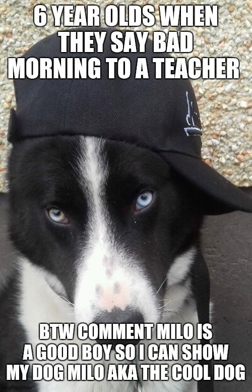 Cool milo | 6 YEAR OLDS WHEN THEY SAY BAD MORNING TO A TEACHER; BTW COMMENT MILO IS A GOOD BOY SO I CAN SHOW MY DOG MILO AKA THE COOL DOG | image tagged in cool milo | made w/ Imgflip meme maker