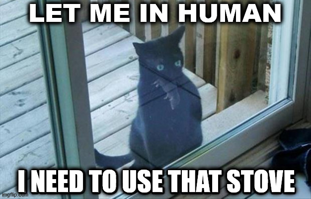 LET ME IN HUMAN; I NEED TO USE THAT STOVE | image tagged in cats | made w/ Imgflip meme maker