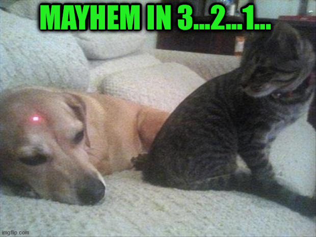 MAYHEM IN 3...2...1... | image tagged in cats | made w/ Imgflip meme maker
