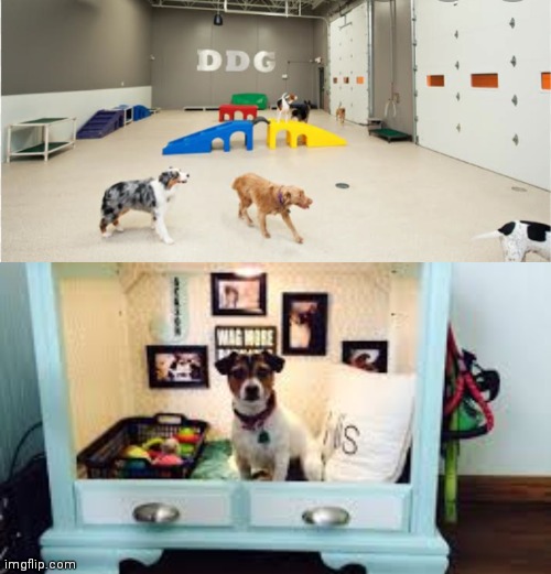 It's a_l_g_c (:/) using my temporary account. Dog sleep/playroom | image tagged in imgflipanimaldaycare,dogs | made w/ Imgflip meme maker