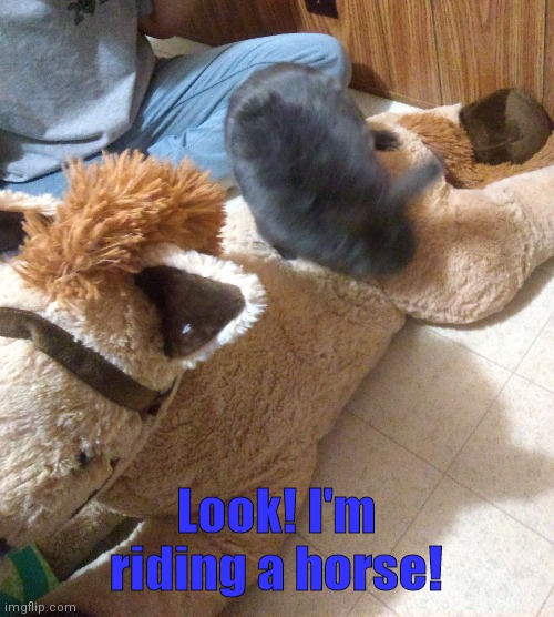 Hoppy is even better at riding horses than I thought | Look! I'm riding a horse! | image tagged in animal_lover_gamer_christmas pets | made w/ Imgflip meme maker