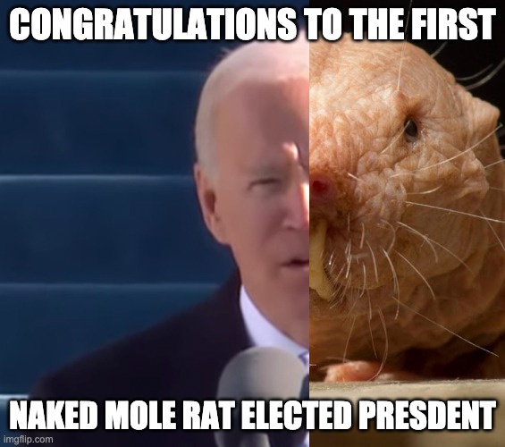 PRESIDENT BIDEN MOLE RAT MEME | CONGRATULATIONS TO THE FIRST; NAKED MOLE RAT ELECTED PRESDENT | image tagged in president,biden,naked mole rat,congratulations | made w/ Imgflip meme maker