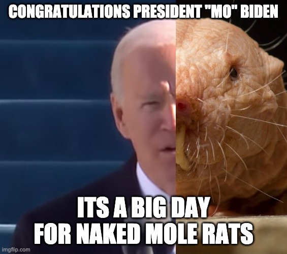 PRESIDENT BIDEN MOLE RAT MEME | CONGRATULATIONS PRESIDENT "MO" BIDEN; ITS A BIG DAY FOR NAKED MOLE RATS | image tagged in president,biden,joe biden,naked mole rat | made w/ Imgflip meme maker