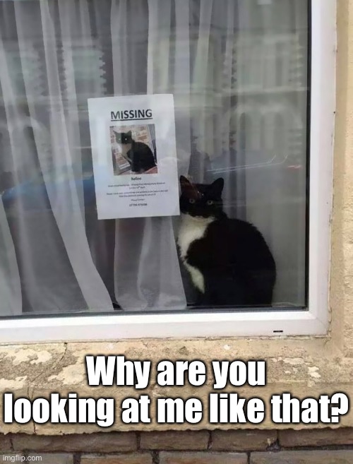Am I Missing Something? | Why are you looking at me like that? | image tagged in funny memes,funny cat memes,cats,missing | made w/ Imgflip meme maker
