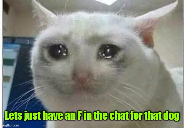 crying cat | Lets just have an F in the chat for that dog | image tagged in crying cat | made w/ Imgflip meme maker