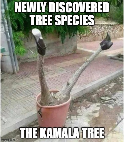 Kamala Tree | NEWLY DISCOVERED TREE SPECIES; THE KAMALA TREE | image tagged in kamala harris,vice president,funny,funny meme | made w/ Imgflip meme maker