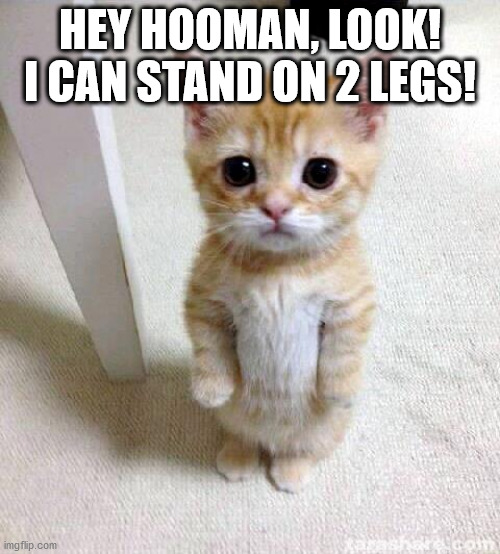 First image | HEY HOOMAN, LOOK! I CAN STAND ON 2 LEGS! | image tagged in memes,cute cat | made w/ Imgflip meme maker