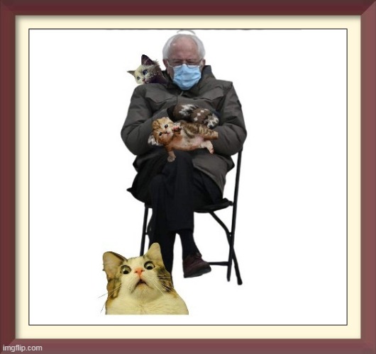 image tagged in bernie,memes,photo frame,cats | made w/ Imgflip meme maker