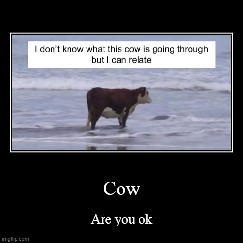 Are you ok cow | image tagged in funny,demotivationals | made w/ Imgflip demotivational maker