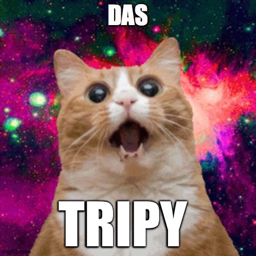 Kitties be trippin | DAS TRIPY | image tagged in kitties be trippin | made w/ Imgflip meme maker