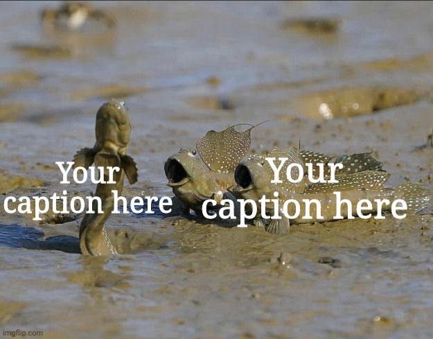 Pog Mudskippers | Your caption here; Your caption here | image tagged in pog mudskippers | made w/ Imgflip meme maker