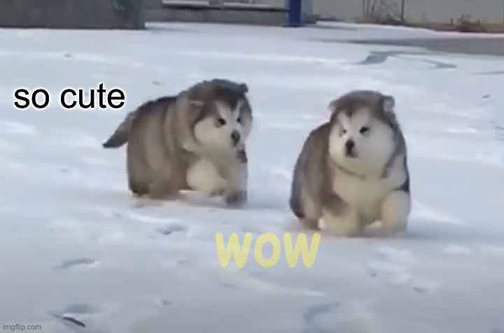 Puff Dogos | so cute | image tagged in dogs,doggo week | made w/ Imgflip meme maker