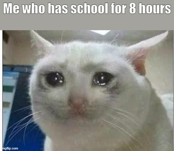 crying cat | Me who has school for 8 hours | image tagged in crying cat | made w/ Imgflip meme maker
