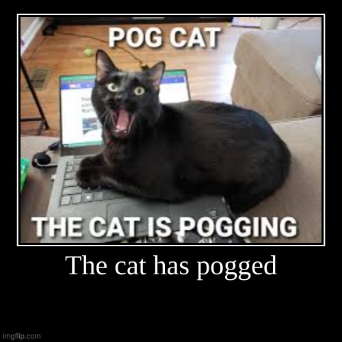 the cat has pogged | image tagged in funny,demotivationals | made w/ Imgflip demotivational maker