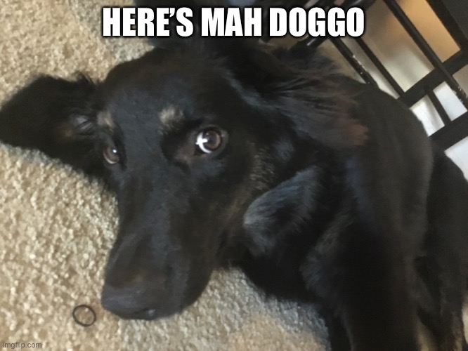 Since people wanna post doggos | HERE’S MAH DOGGO | image tagged in dog | made w/ Imgflip meme maker