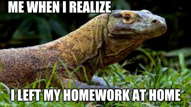 Homework | ME WHEN I REALIZE; I LEFT MY HOMEWORK AT HOME | image tagged in lizard | made w/ Imgflip meme maker