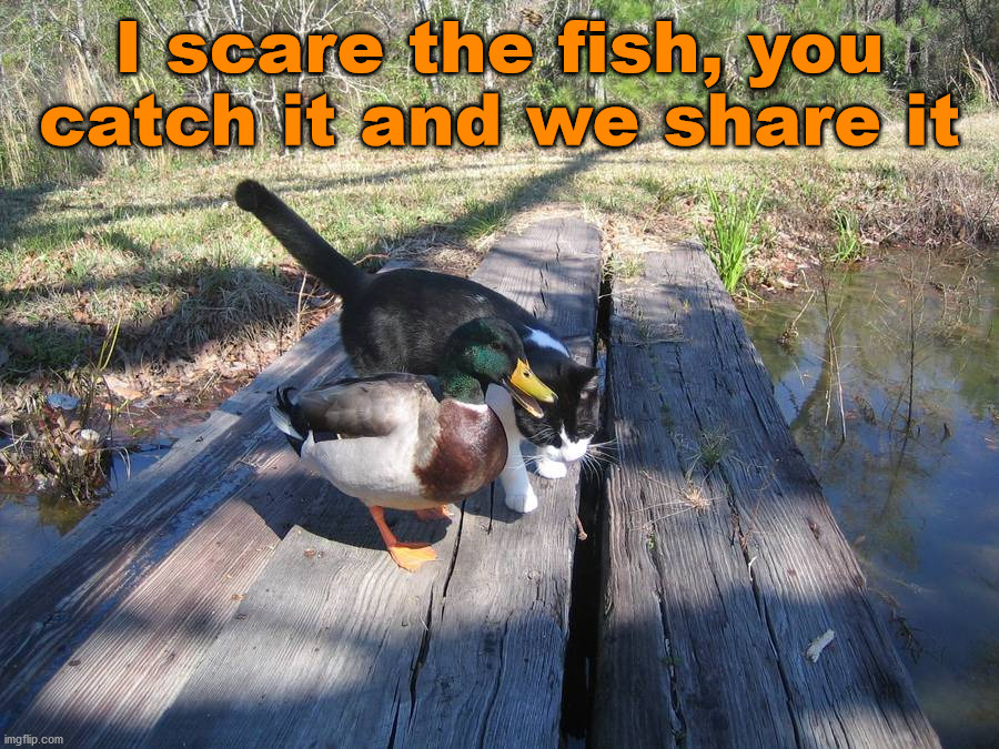 I scare the fish, you catch it and we share it | image tagged in ducks | made w/ Imgflip meme maker