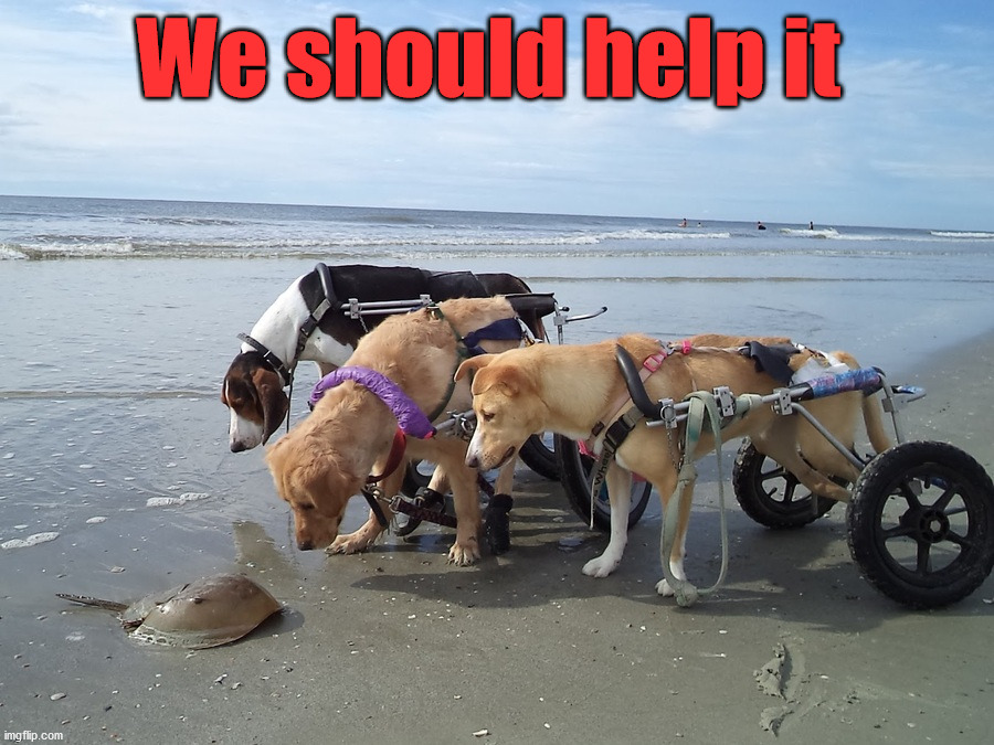 We should help it | image tagged in dogs | made w/ Imgflip meme maker