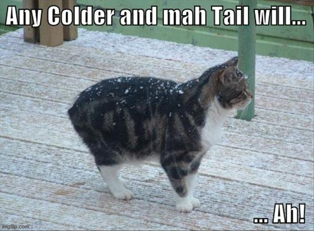 image tagged in cats | made w/ Imgflip meme maker