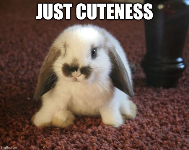 JUST CUTENESS | image tagged in bunnies | made w/ Imgflip meme maker