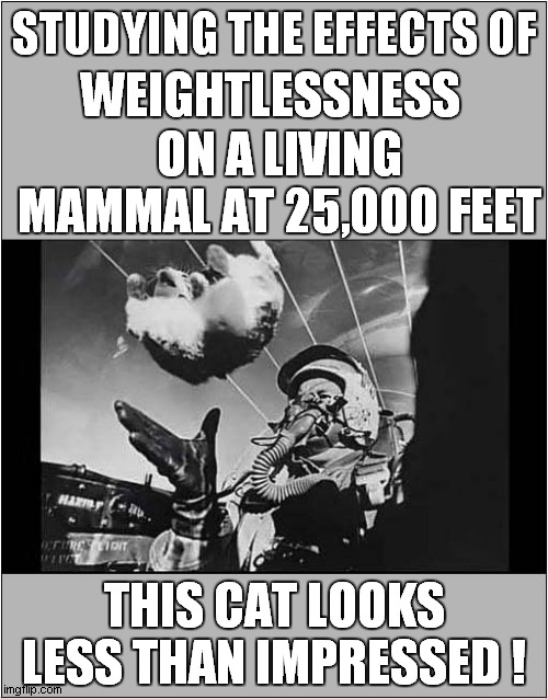 One High Flying Cat ! | STUDYING THE EFFECTS OF; WEIGHTLESSNESS; ON A LIVING MAMMAL AT 25,000 FEET; THIS CAT LOOKS LESS THAN IMPRESSED ! | image tagged in cats,high flying,weightless,unimpressed | made w/ Imgflip meme maker
