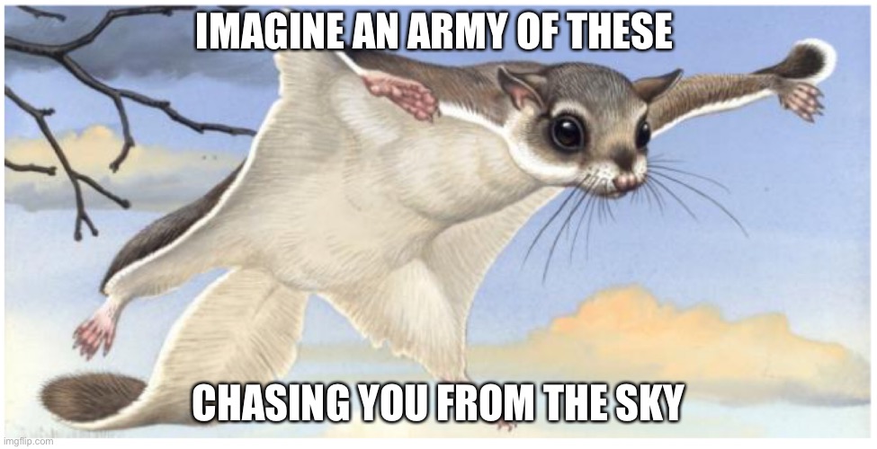 flying squirrel memes