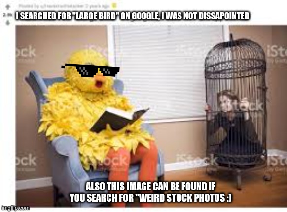  I SEARCHED FOR "LARGE BIRD" ON GOOGLE, I WAS NOT DISSAPOINTED; ALSO THIS IMAGE CAN BE FOUND IF YOU SEARCH FOR "WEIRD STOCK PHOTOS :) | image tagged in lol,birds,listen here you little shit bird | made w/ Imgflip meme maker