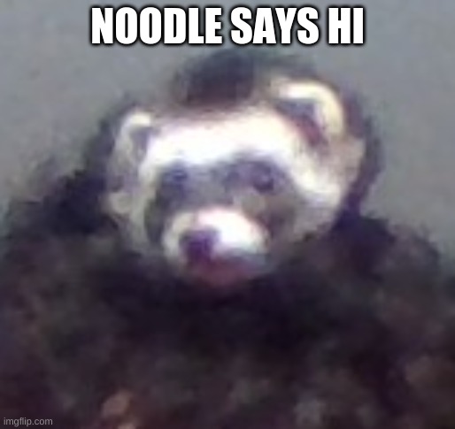 zach's ferret | NOODLE SAYS HI | image tagged in zach's ferret | made w/ Imgflip meme maker