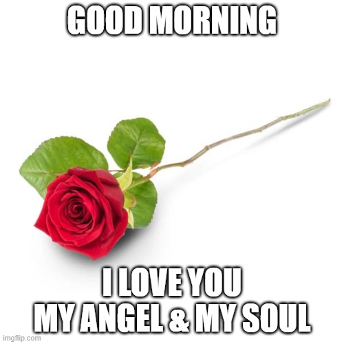 GOOD MORNING | GOOD MORNING; I LOVE YOU
MY ANGEL & MY SOUL | image tagged in love,memes,i love you,rose,roses are red,good morning | made w/ Imgflip meme maker