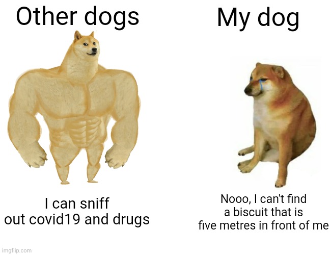 Buff Doge vs. Cheems | Other dogs; My dog; I can sniff out covid19 and drugs; Nooo, I can't find a biscuit that is five metres in front of me | image tagged in memes,buff doge vs cheems | made w/ Imgflip meme maker