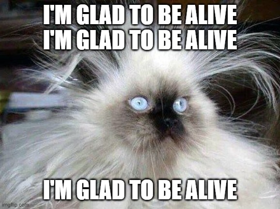 Crazy Hair Cat | I'M GLAD TO BE ALIVE
I'M GLAD TO BE ALIVE; I'M GLAD TO BE ALIVE | image tagged in crazy hair cat | made w/ Imgflip meme maker