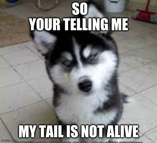 so your telling me meme | SO YOUR TELLING ME; MY TAIL IS NOT ALIVE | image tagged in funny | made w/ Imgflip meme maker