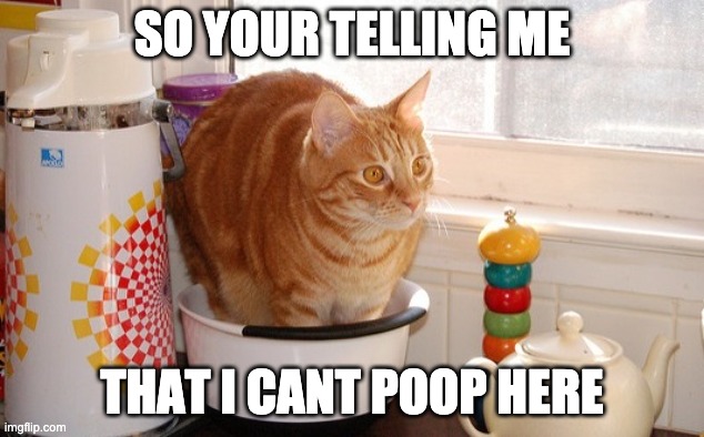 Cat Pooping in a Kitchen Pan | SO YOUR TELLING ME; THAT I CANT POOP HERE | image tagged in pooing in the pan | made w/ Imgflip meme maker