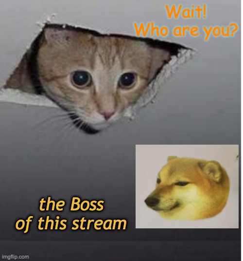Cheems for Waklord | Wait! Who are you? the Boss of this stream | image tagged in cheems,ceiling cat,surprise | made w/ Imgflip meme maker