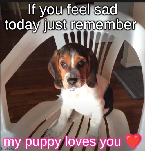 Remember my doggo luvs u ❤️ | If you feel sad today just remember; my puppy loves you ❤️ | image tagged in puppy gus | made w/ Imgflip meme maker