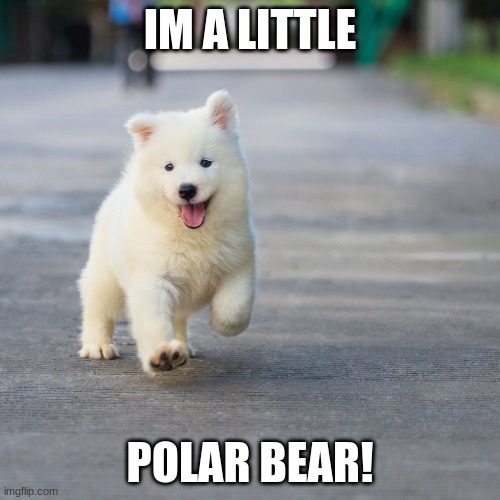 awwww | IM A LITTLE; POLAR BEAR! | image tagged in dogs,cute | made w/ Imgflip meme maker