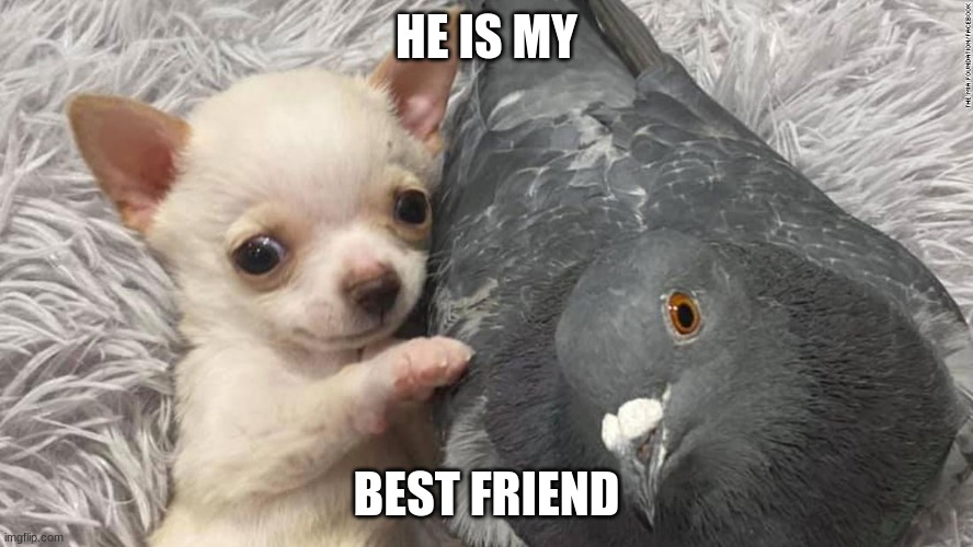 adorbs | HE IS MY; BEST FRIEND | image tagged in puppy,cute puppies | made w/ Imgflip meme maker