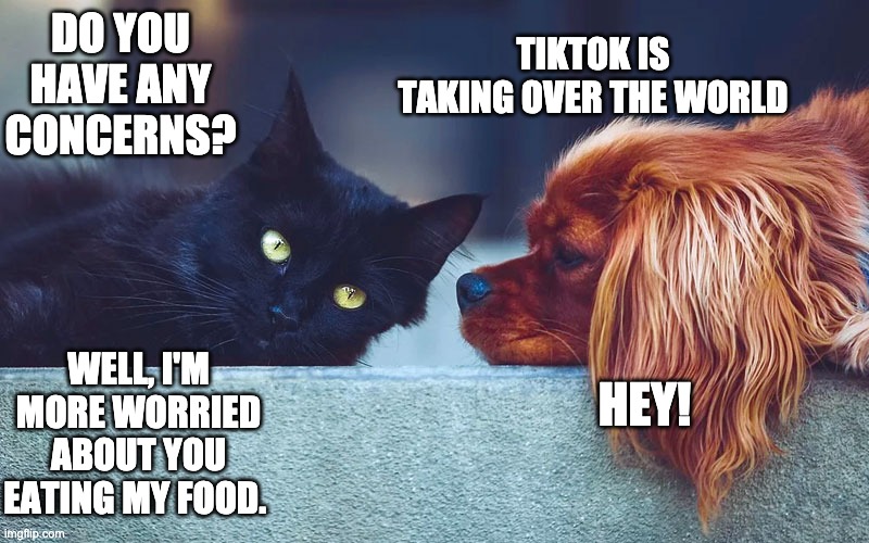 Do You Have Any Concerns? | TIKTOK IS TAKING OVER THE WORLD; DO YOU HAVE ANY CONCERNS? HEY! WELL, I'M MORE WORRIED ABOUT YOU EATING MY FOOD. | image tagged in cats,dogs,funny memes | made w/ Imgflip meme maker