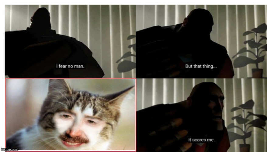 Weird Cat | image tagged in cat,i fear no man | made w/ Imgflip meme maker