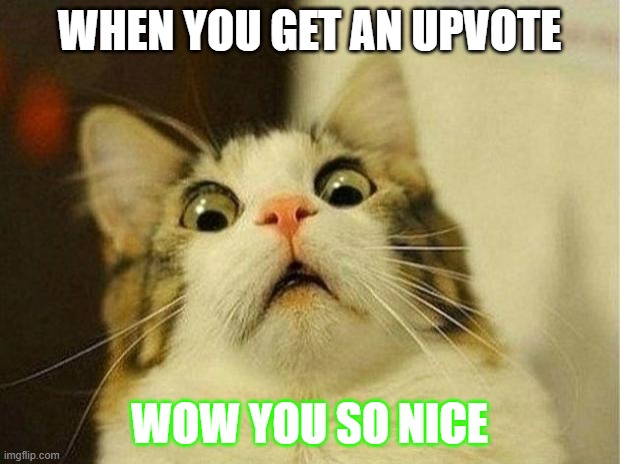 Scared Cat Meme | WHEN YOU GET AN UPVOTE; WOW YOU SO NICE | image tagged in memes,scared cat | made w/ Imgflip meme maker