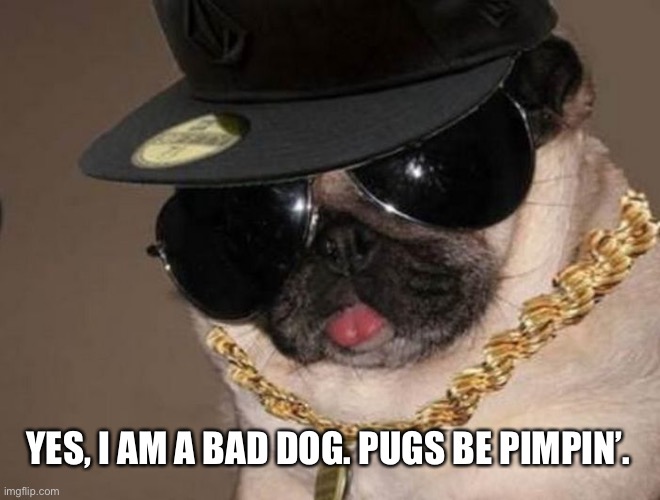 Gangster Pug | YES, I AM A BAD DOG. PUGS BE PIMPIN’. | image tagged in gangster pug | made w/ Imgflip meme maker