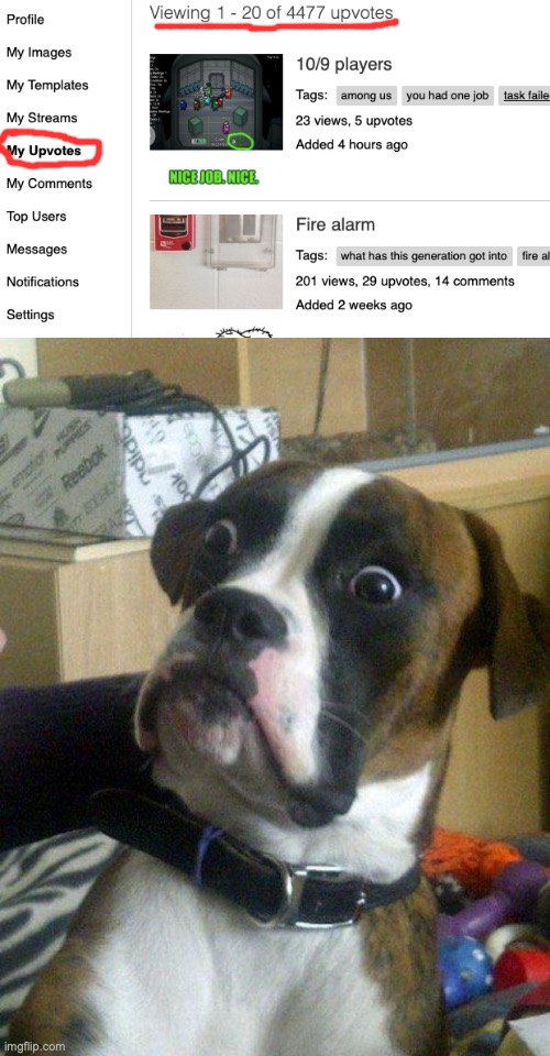 I REACHED 4477 | image tagged in blankie the shocked dog | made w/ Imgflip meme maker