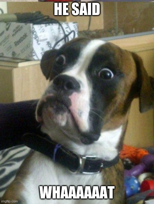 HE SAID; WHAAAAAAT | image tagged in dog,funny | made w/ Imgflip meme maker