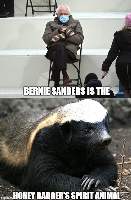 BERNIE SANDERS IS THE; HONEY BADGER'S SPIRIT ANIMAL | image tagged in bernie sanders mittens,honey badger | made w/ Imgflip meme maker