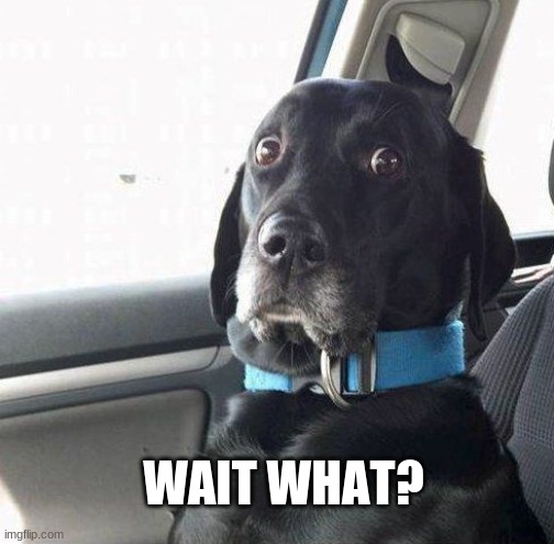 suprised dog | WAIT WHAT? | image tagged in suprised dog | made w/ Imgflip meme maker