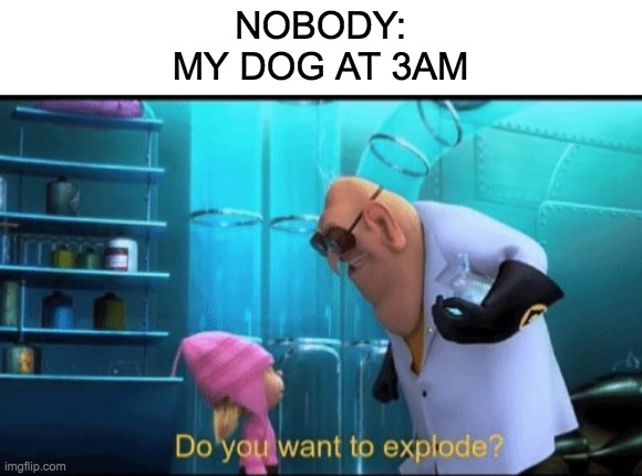 Anybody else's dog do this | NOBODY:
MY DOG AT 3AM | image tagged in do you want to explode,doge,explode,3am | made w/ Imgflip meme maker