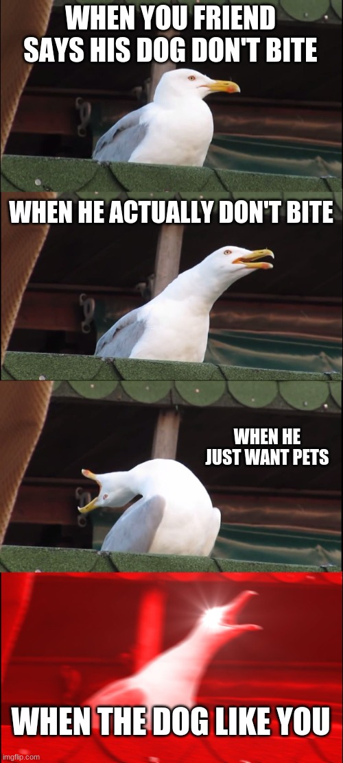 Inhaling Seagull | WHEN YOU FRIEND SAYS HIS DOG DON'T BITE; WHEN HE ACTUALLY DON'T BITE; WHEN HE JUST WANT PETS; WHEN THE DOG LIKE YOU | image tagged in memes,inhaling seagull | made w/ Imgflip meme maker