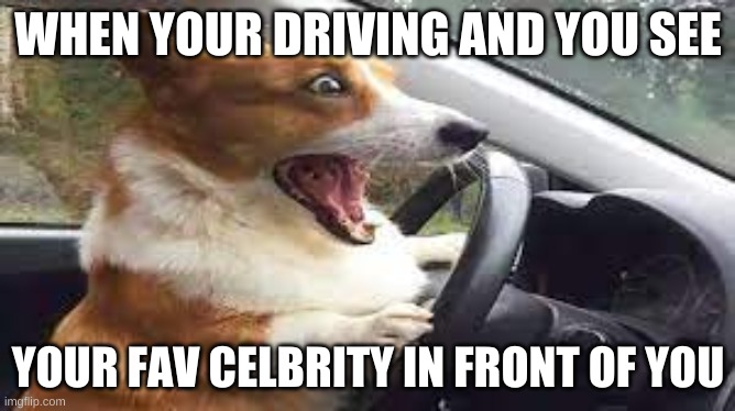 Celeb Driving | WHEN YOUR DRIVING AND YOU SEE; YOUR FAV CELBRITY IN FRONT OF YOU | image tagged in driving,cute puppy,celebrity,doggy driving | made w/ Imgflip meme maker